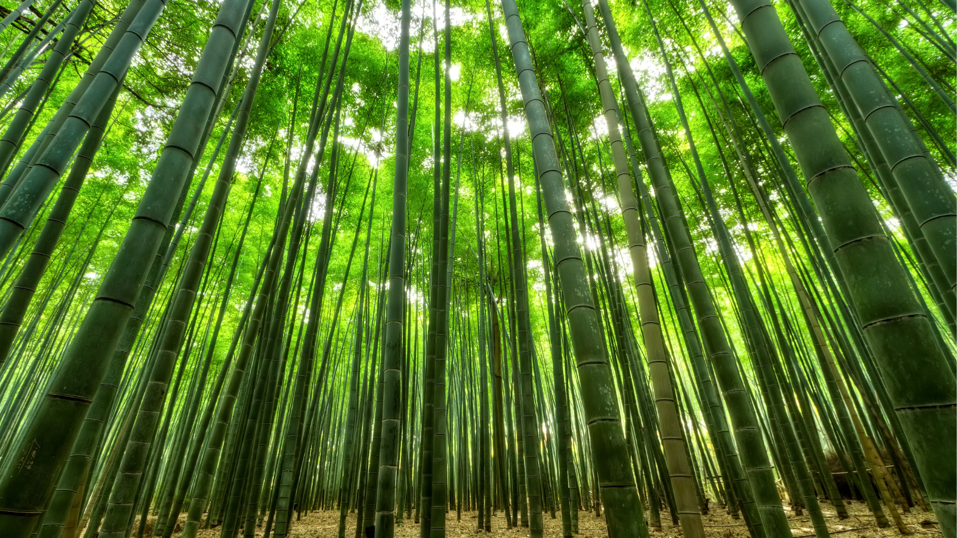 Bamboo agriculture plantation